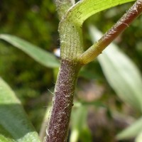 Cyanotis villosa (Spreng.) Schult. & Schult.f.